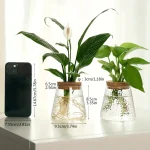 Duas plantas em vidro com raízes visíveis, decorativas, sobre uma superfície branca, com um smartphone ao lado para escala.