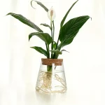 Planta de interior com folhas verdes e flor branca em um vaso de vidro com raízes visíveis, decoração científica ou botânica.