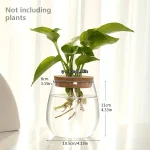 Planta verde em um vaso de vidro com raízes visíveis, sem plantas adicionais, em fundo de cortinas brancas.