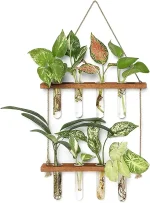 Composição de plantas de interior variadas em tubos de ensaio suspensos, criando uma decoração botânica moderna e natural para a casa ou escritório.