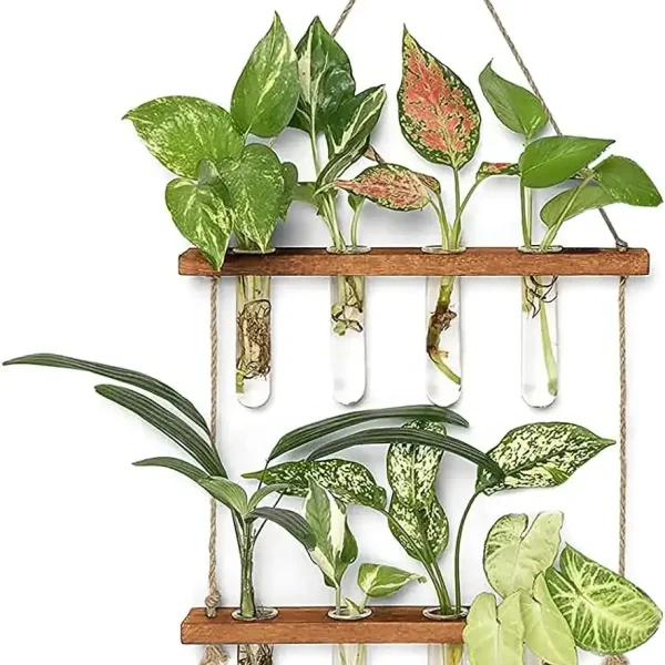 Composição de plantas de interior variadas em tubos de ensaio suspensos, criando uma decoração botânica moderna e natural para a casa ou escritório.