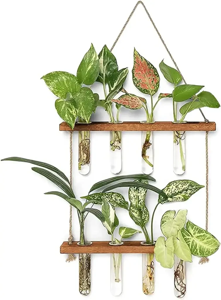 Composição de plantas de interior variadas em tubos de ensaio suspensos, criando uma decoração botânica moderna e natural para a casa ou escritório.