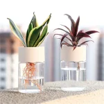 Duas plantas de interior em vaso com raízes visíveis na água, decorativas e modernas, perfeitas para uma decoração científica ou botânica.
