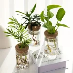 Três plantas verdes em frascos de vidro com raízes visíveis, dispostas sobre um livro branco, ilustrando a decoração científica e botânica.
