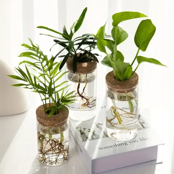 Três plantas verdes em frascos de vidro com raízes visíveis, dispostas sobre um livro branco, ilustrando a decoração científica e botânica.