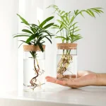 Duas plantas em solução científica em frascos de vidro com tampas de cortiça, ilustrando a biologia vegetal e a pesquisa científica.
