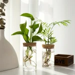 Duas plantas verdes em jarros de água com raízes visíveis, decorativas e naturais, colocadas sobre uma superfície branca perto de uma janela iluminada.