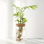 Vasos de plantas em vidro com raízes aparentes, decoração interior moderna e natural, ideal para embelezar o seu espaço de vida ou trabalho.