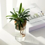 Pequena planta verde em vaso com raízes visíveis em um vaso de vidro, decorada em estilo científico e moderno, ideal para decoração interior ou escritório.
