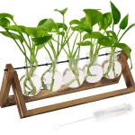 Conjunto de cinco plantas verdes em tubos de ensaio de vidro, fixadas em um suporte de madeira, perfeito para decoração científica ou botânica.