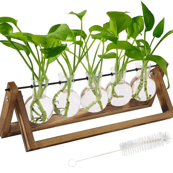 Conjunto de cinco plantas verdes em tubos de ensaio de vidro, fixadas em um suporte de madeira, perfeito para decoração científica ou botânica.